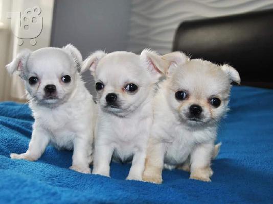 PoulaTo: κουτάβια chihuahua,